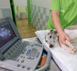 Ecografia