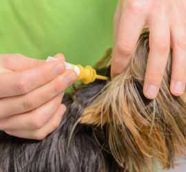 desparasitaciones-internas