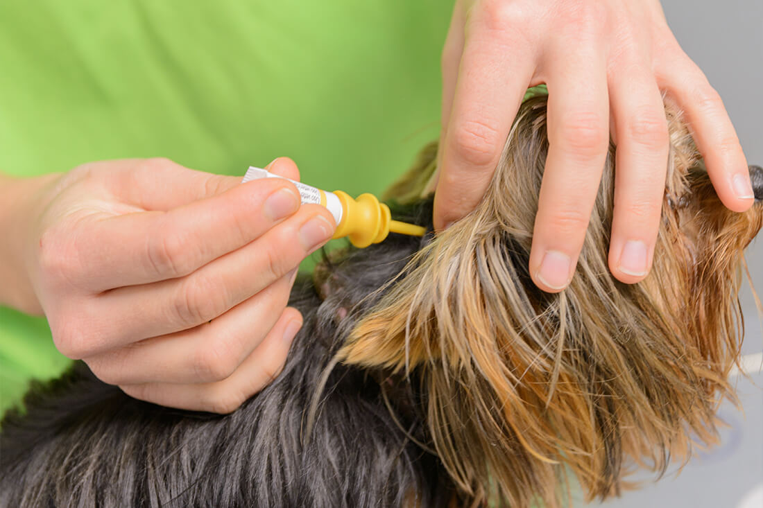 desparasitaciones-internas